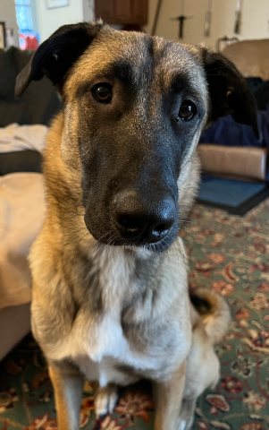 Anavi, a dog with a tan coat and dark muzzle, sitting indoors and looking straight at the camera.